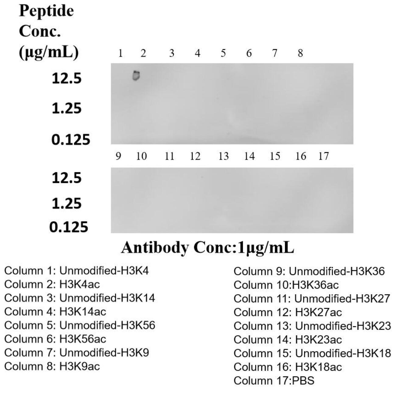 Dot Blot experiment of peptide using  Acetyl-Histone H3 (Lys4) Recombinant antibody (84831-1-RR)